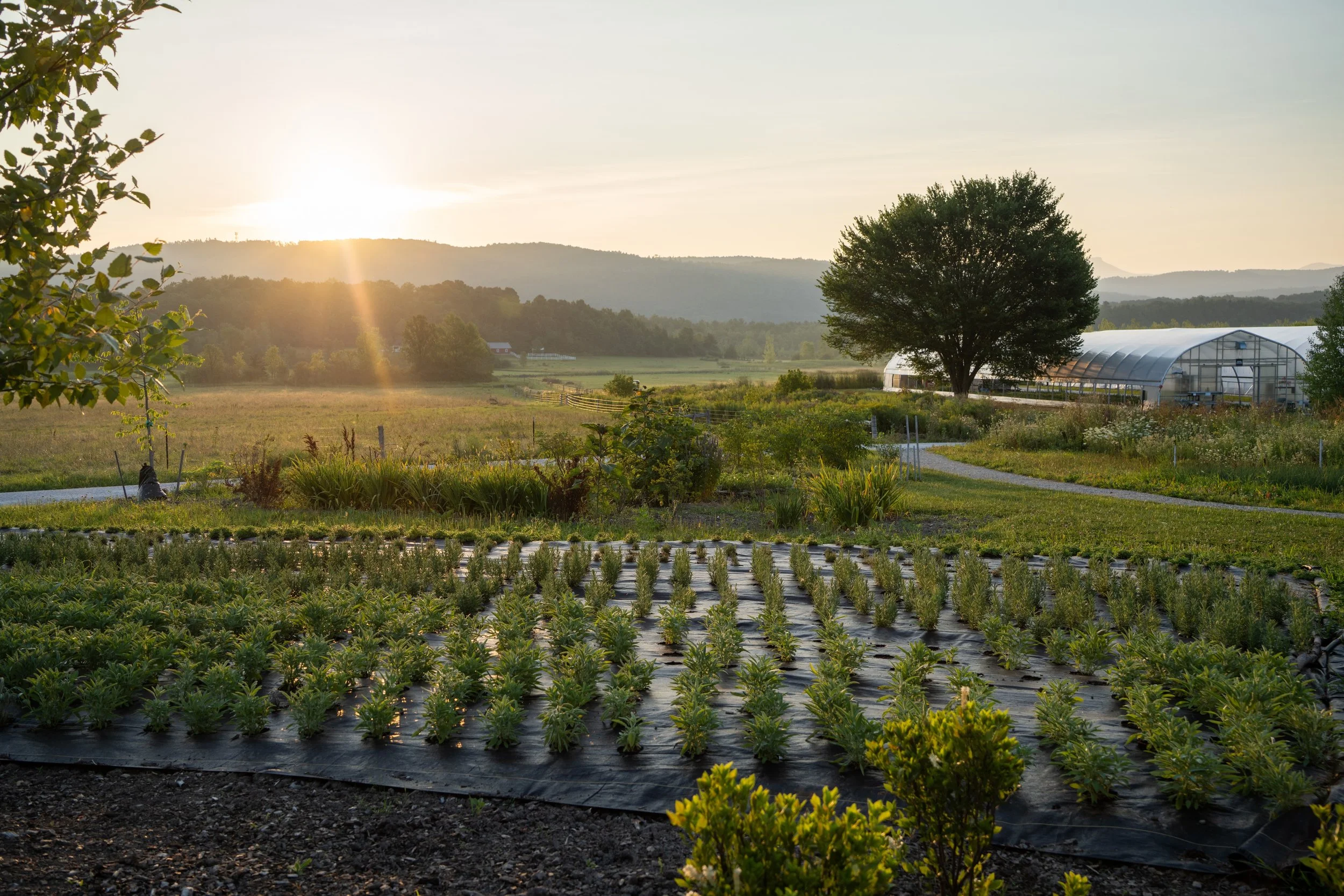 herb garden — Blog — Red Wagon Plants